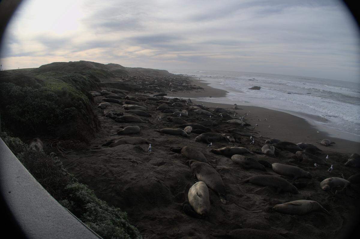 Elephant seal mothers and their pups fill the beach at the Piedras Blancas rookery north of San Simeon above high tide line.