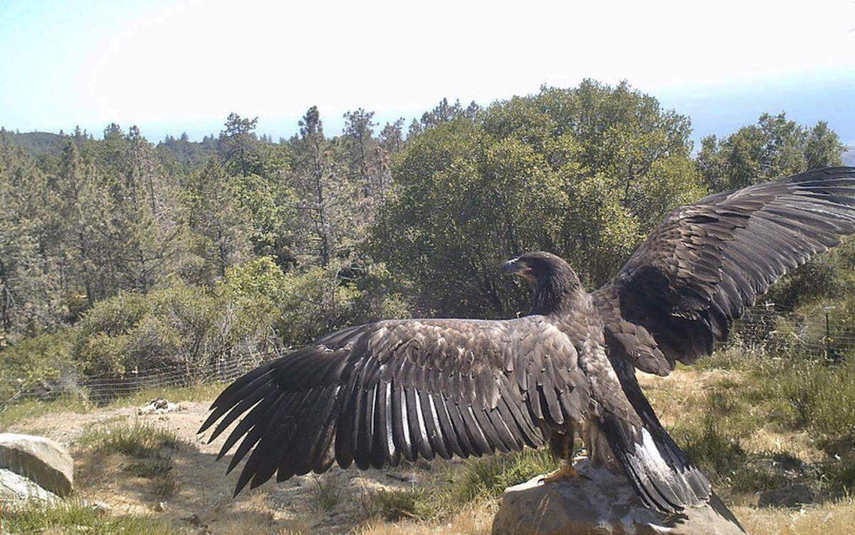 Lucky, a bald eagle who fell out of a tree in Milpitas, stretches her wings after being released near San Simeon in 2018.