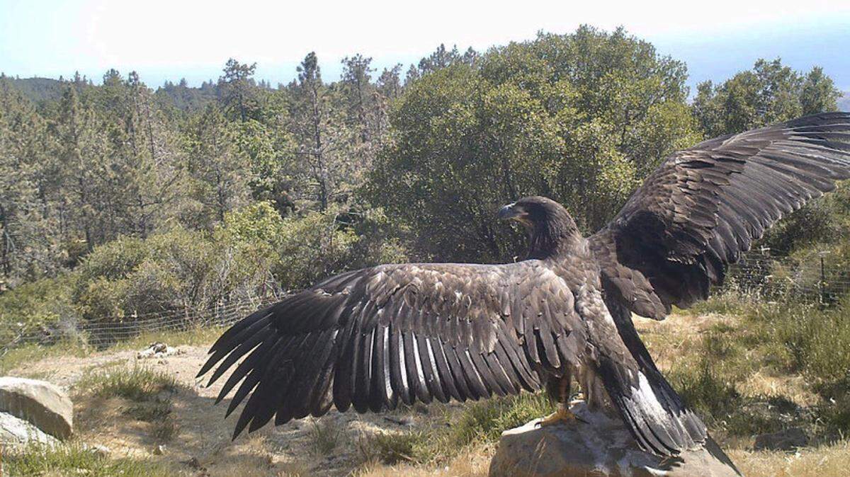 Lucky, a bald eagle who fell out of a tree in Milpitas, stretches her wings after being released near San Simeon in early July.