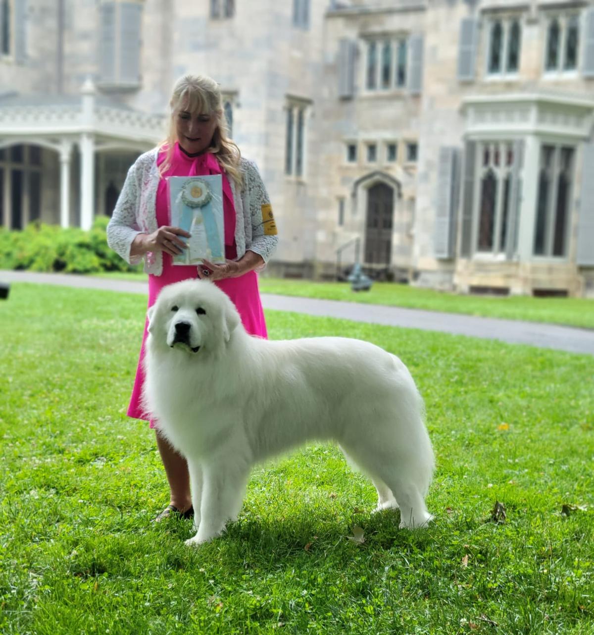 EJ and his owner and handler Terrie Strom drove all the way to Tarrytown, New York to compete in the prestigious Westminster Dog Show in June 2022. EJ won a ribbon as Select Dog, with only two Great Pyrenees ranking above him.
