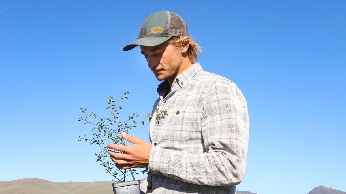 Grant Johnson, conservation project manager with the Coastal San Luis Resource Conservation District, looks at one of the 170 native plants that will provide habitat for monarch butterflies and other pollinators on a third-acre plot at Lisen Bonnier of Vintage Organics farm in the Los Osos Valley.