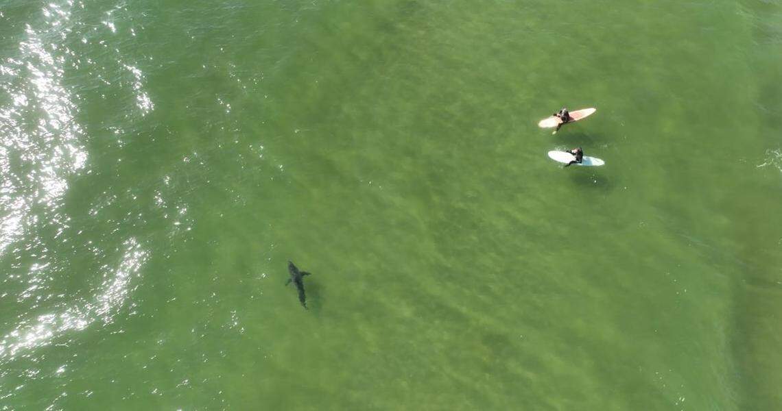 San Luis Obispo County photographer, Nevada Summers, captured drone video footage of a great white shark swimming near surfers in Pismo Beach in July 2023.
