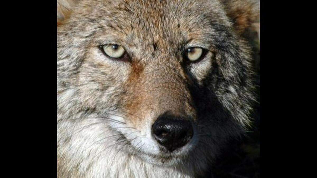 To avoid human-coyote conflicts, don’t feed coyotes.