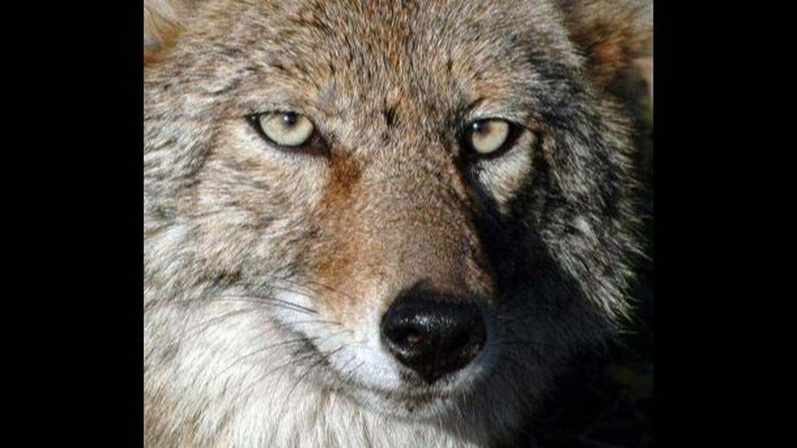 Coyote encounters common during this time of year in WA. How to keep them away safely