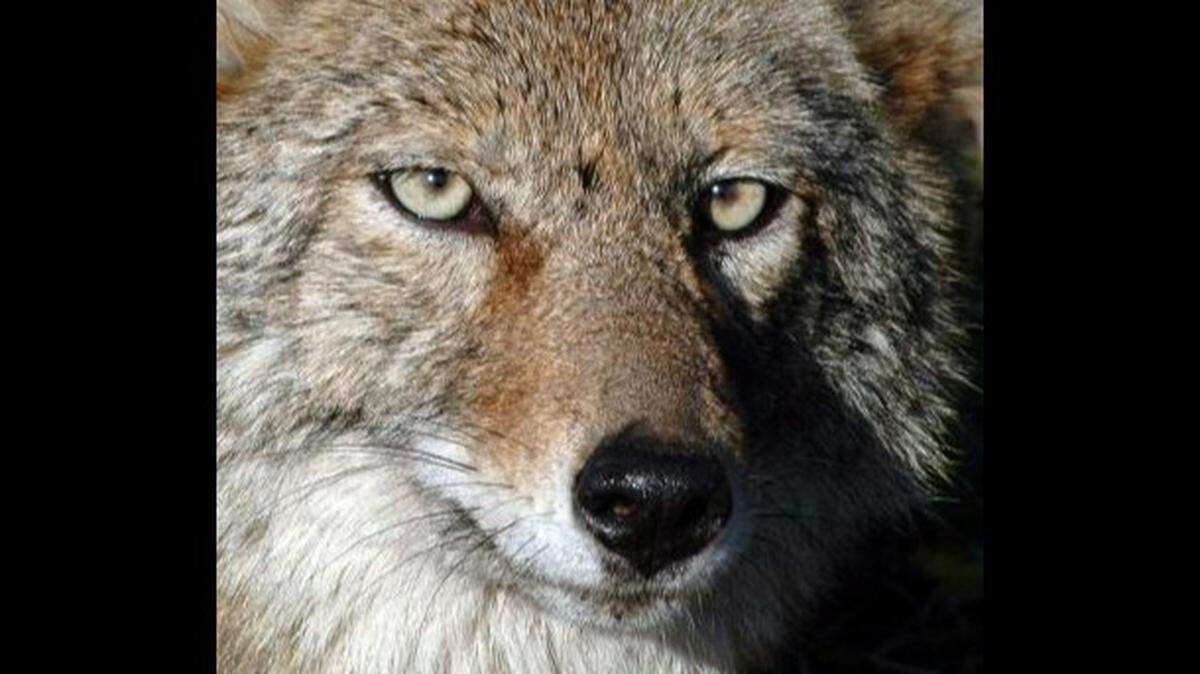 Wild coyote sightings in Washington state neighborhoods, urban and rural areas are on the rise this year.
