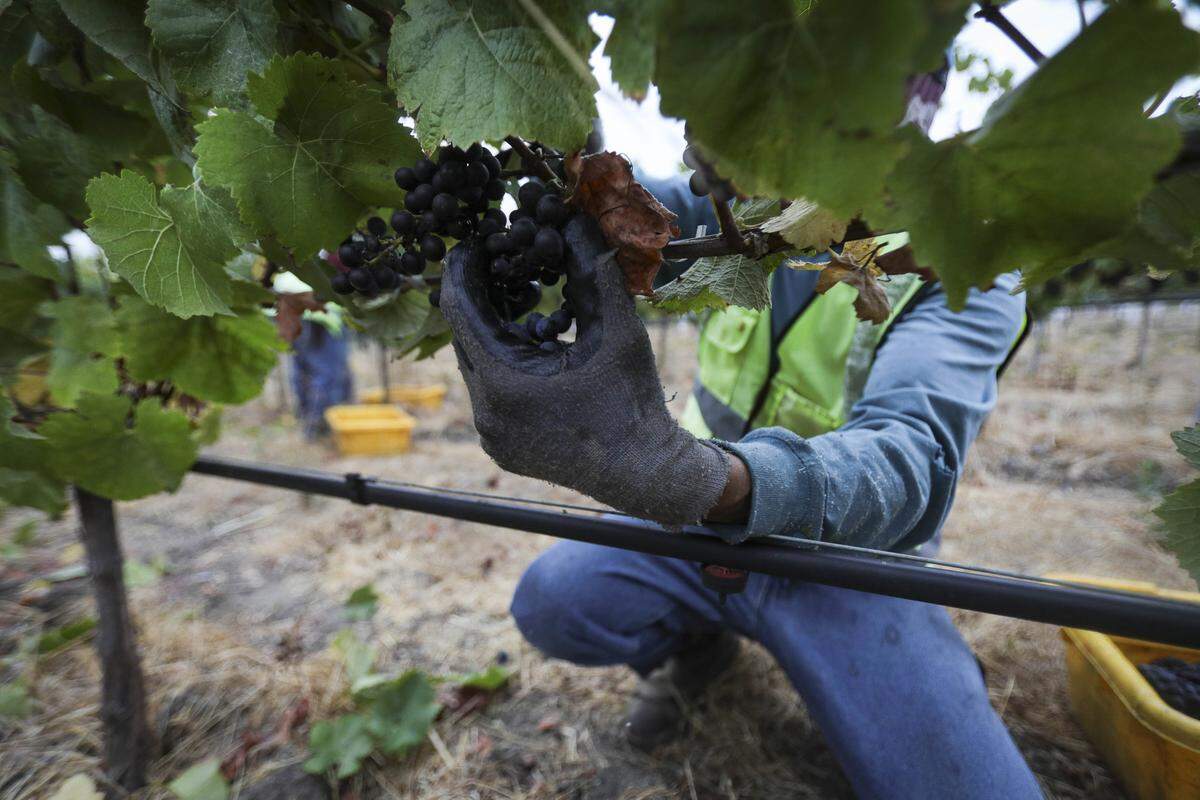 An H2A crew at Chamisal Vineyards harvests Pinot Noir grapes early in the morning of Sept. 22, 2025.
