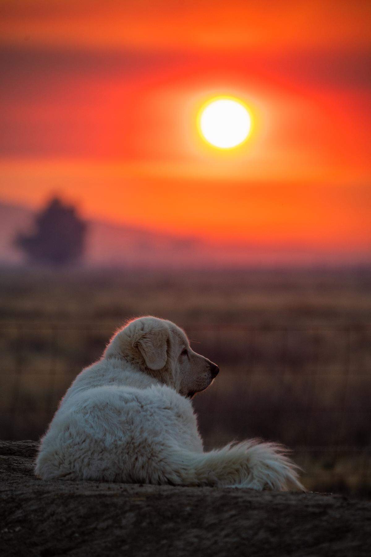 Photographer Brittany App’s dog rests in California Valley as smoke from the Gifford Fire turns the sky orange at sunset on Thursday, Aug. 7, 2025.