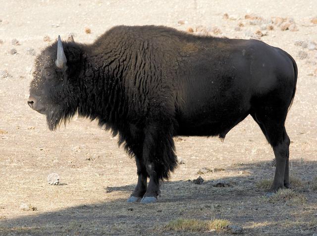 There were other bison along Highway 58, but this one seemed to prefer the solitary shade of an oak tree in 100-degree weather Sept. 3, 2009. According to the Defenders of Wildlife web page, it is the bison (sometimes incorrectly called buffalo) largest land mammal in north America, up to 2,000 pounds in weight.