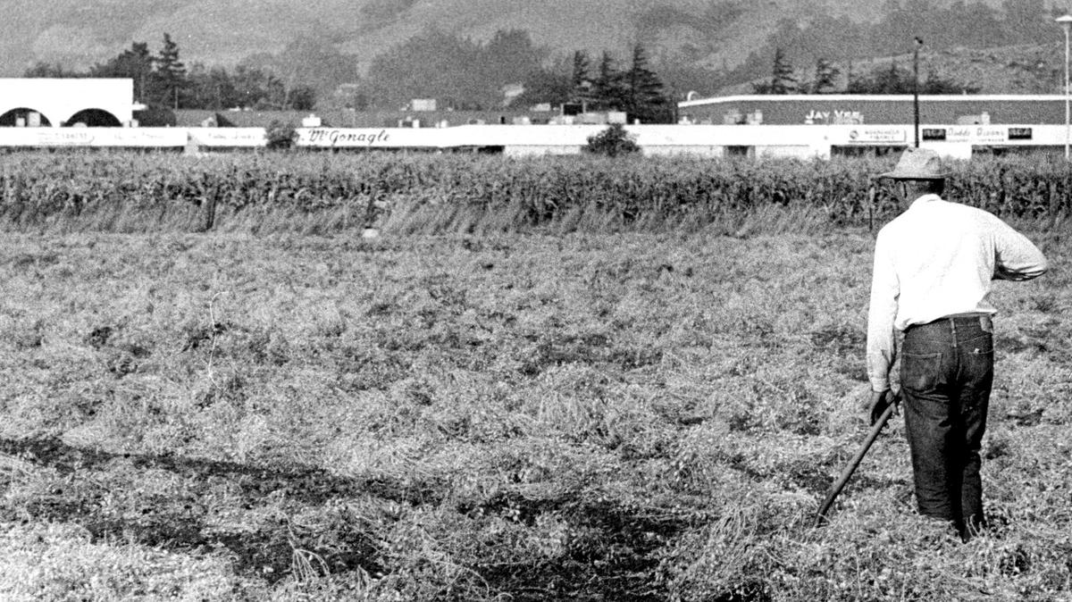 Rancher Melvin Dalidio rakes wind-scattered garbanzo bean stalks, corn field and Madonna Road Shopping Center in background. Garbanzo harvest on the Dalidio Ranch in September 1972.