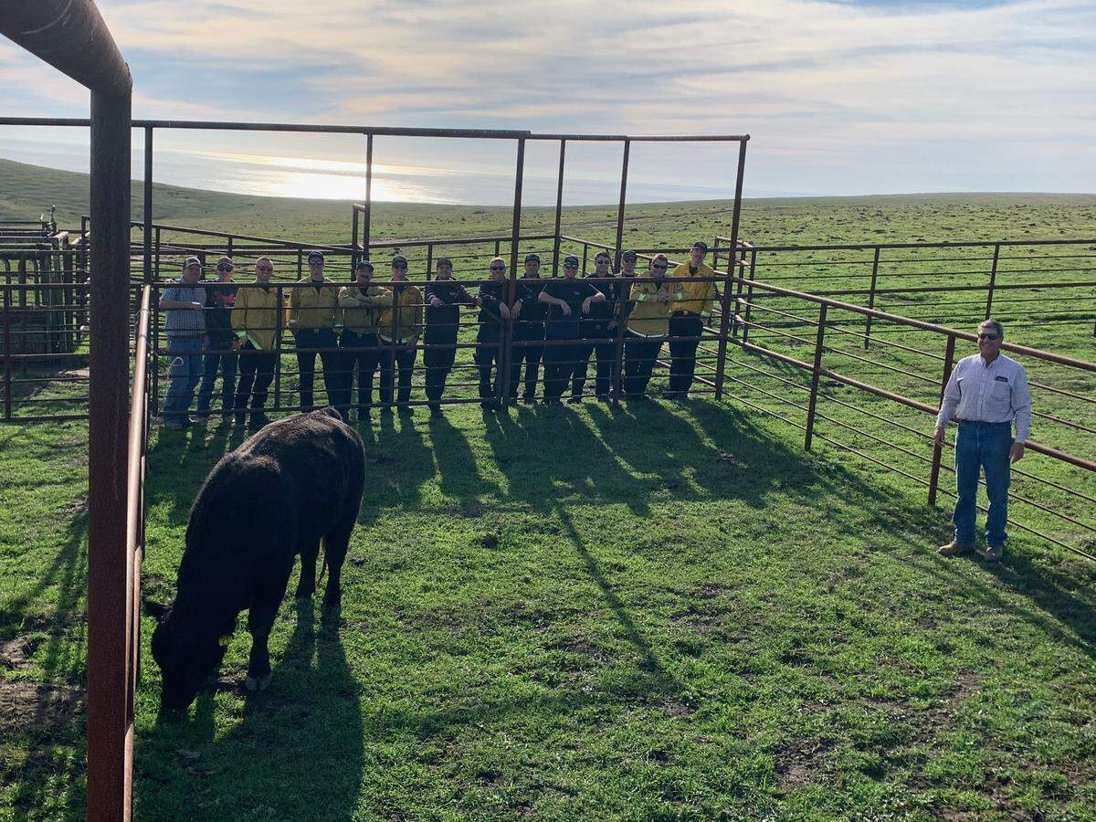 A bull that was airlifted off the beach at China Cove near Cayucos munches on grass in its corral after being rescued on Tuesday, Dec. 21, 2021.