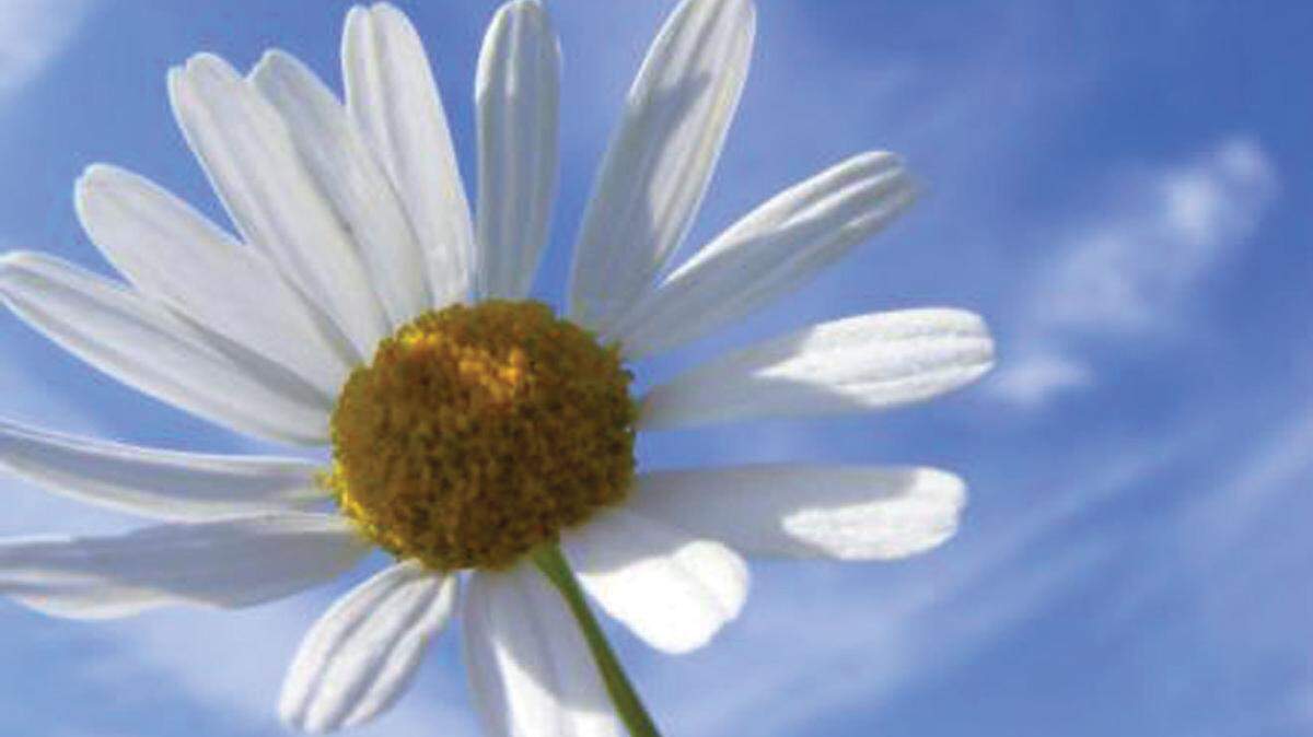 Chamomile, above, is a seasonal plant that may be grown in the garden for flowers and can also be used to brew tea.