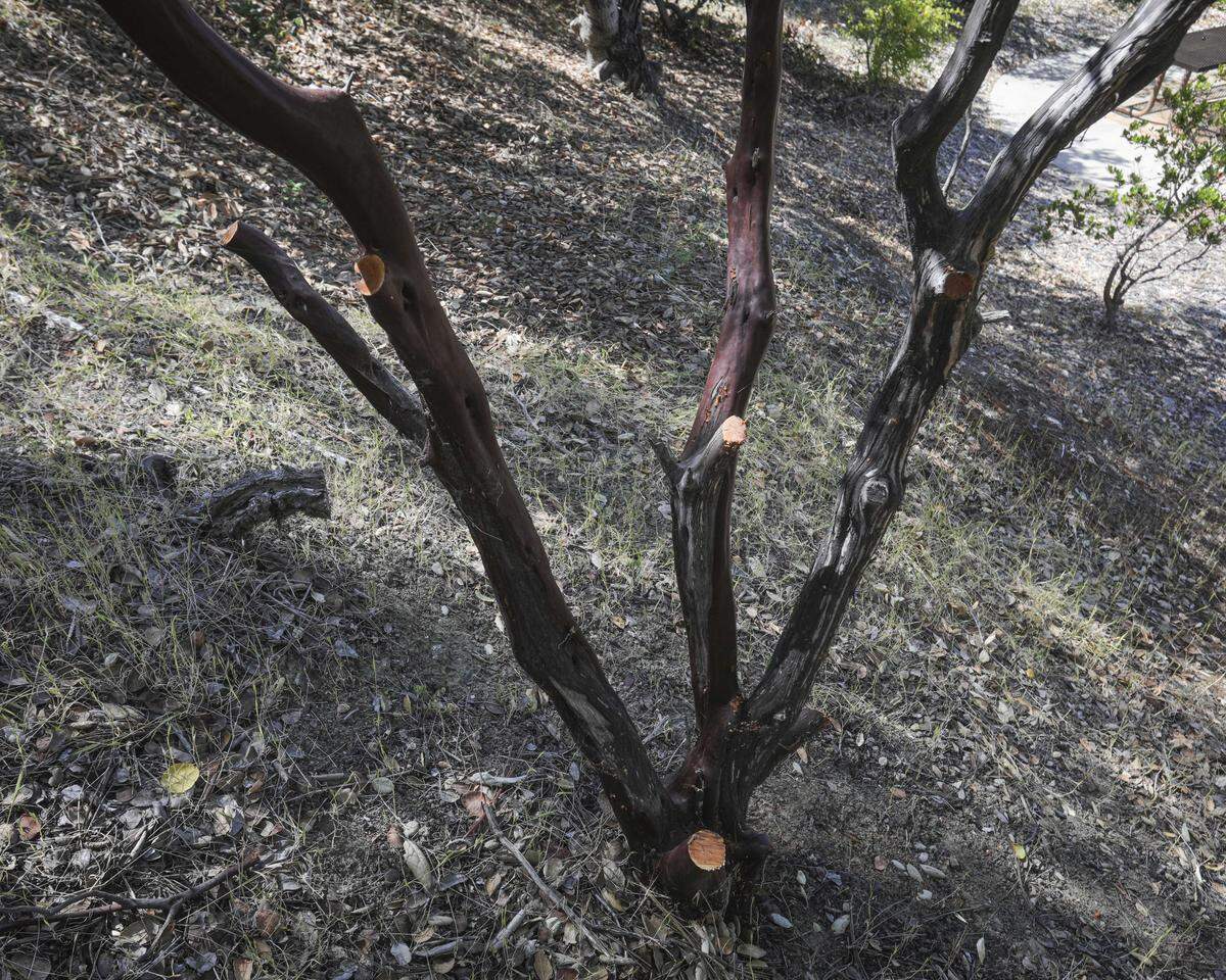 The Buena Vista Estates Homeowners Association trimmed low-hanging limbs on this manzanita tree to reduce fire risk, seen here on May 14, 2026.