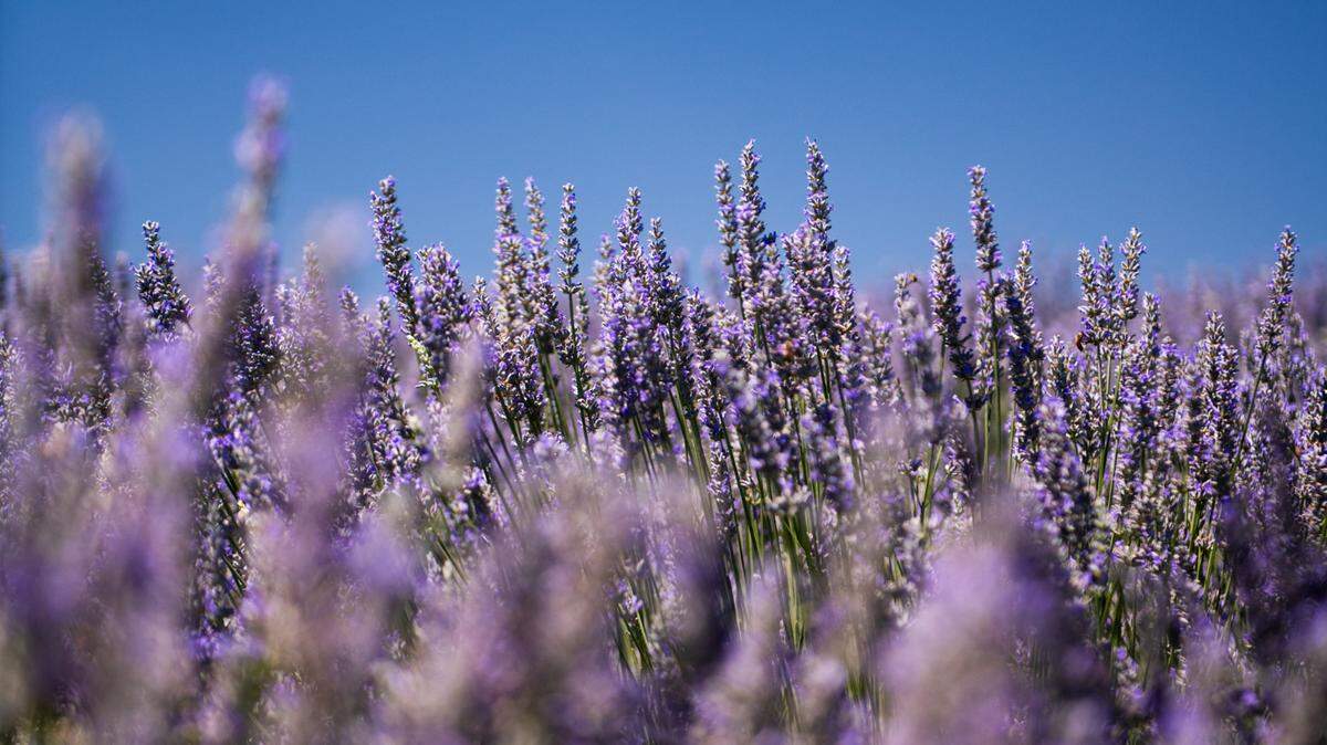 At Hambly Lavender Farms in Paso Robles, guests can pick their own bouquets to take home or shop a range of products and gifts.