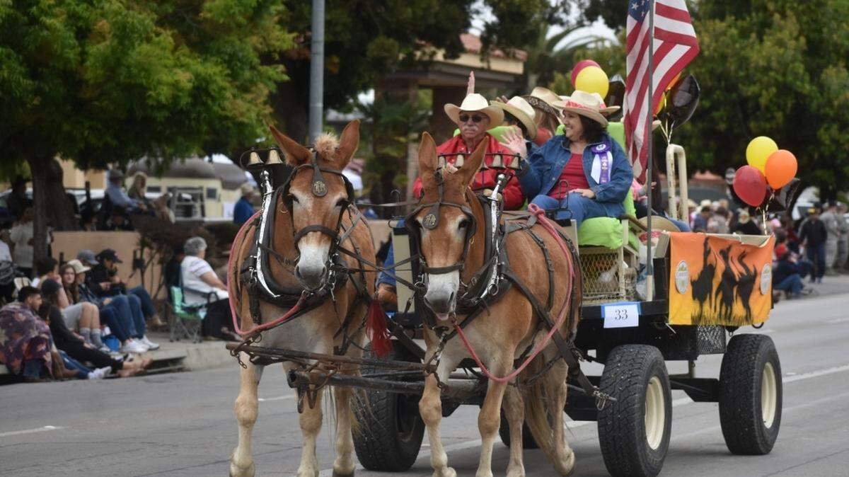 The Santa Maria Elks Rodeo is planning to move many of its popular events to September 2021, including the parade. In the 2019 parade, a team of mules leads Community Bank of Santa Maria’s entry.