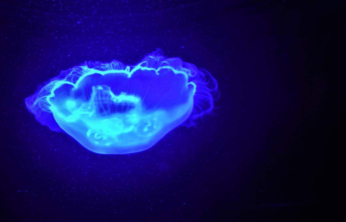 PG&E meteorologist John Lindsey took this picture of a moon jelly.