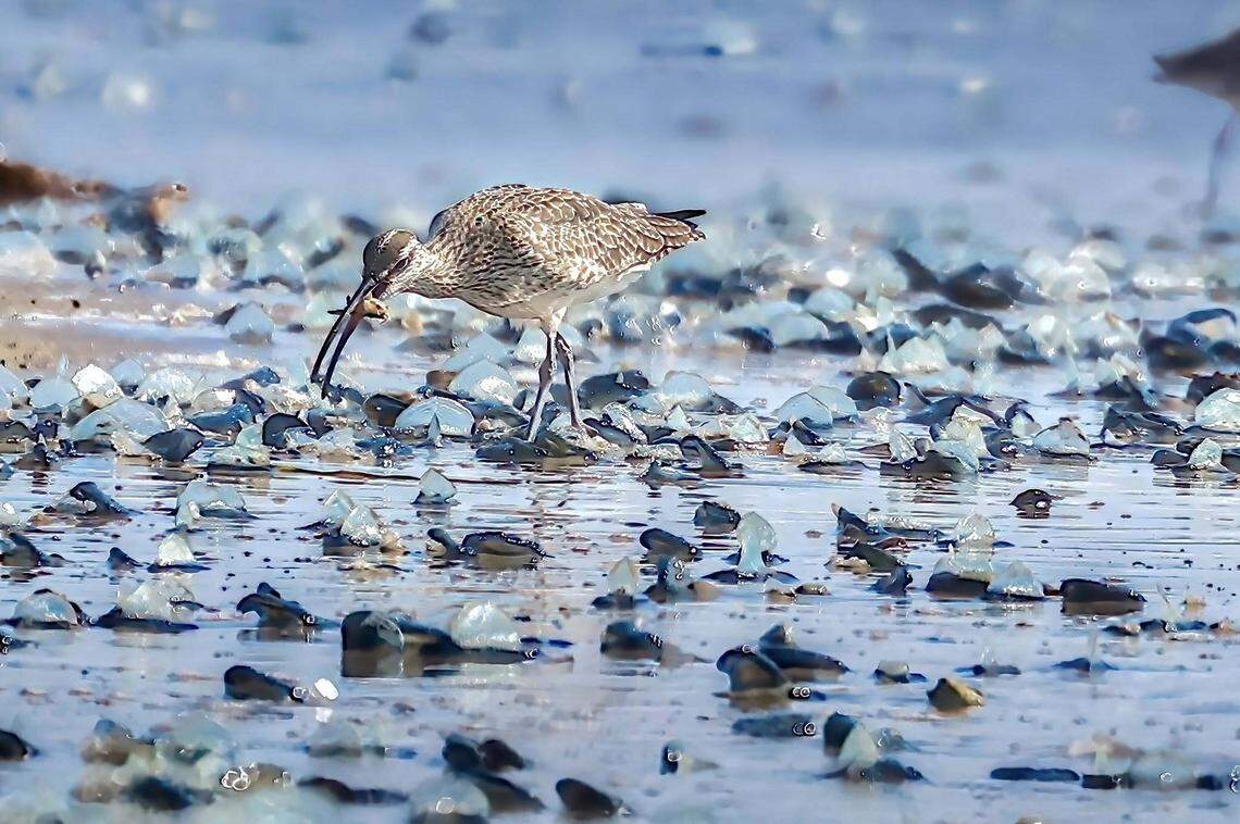 By-the-wind sailors washed up on San Luis Obispo County beaches in April 2026.