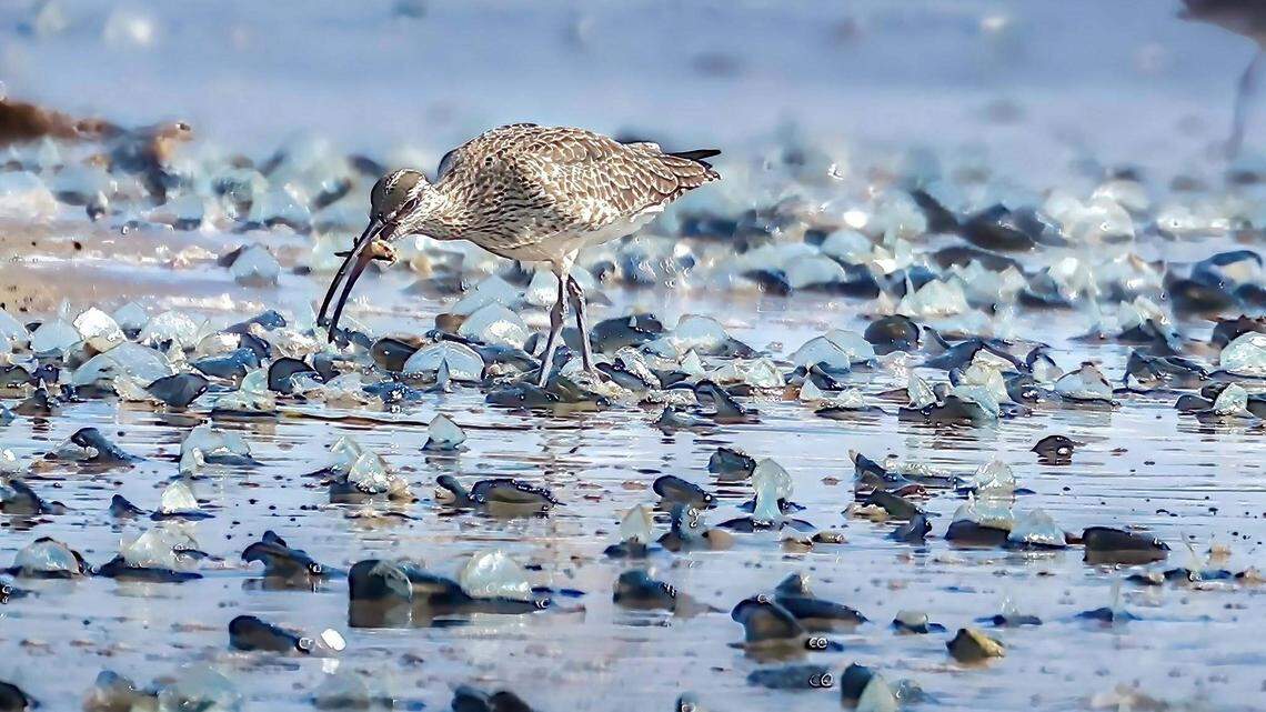 ‘Tons’ of electric-blue blobs blanket California beaches. What are they?