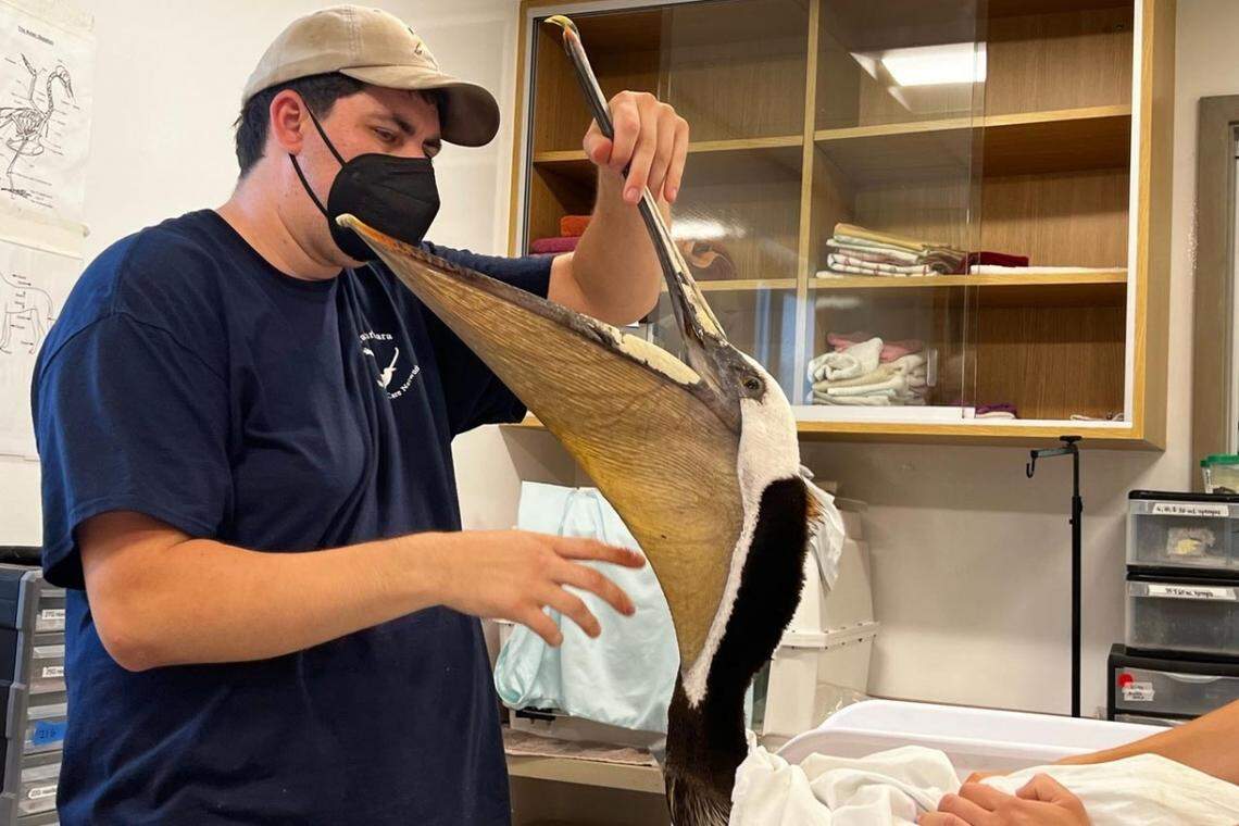 The Santa Barbara Wildlife Care Network is caring for more than 30 brown pelicans that were found sick in Santa Barbara and Ventura counties over the past two days. The cause of their condition is unknown.