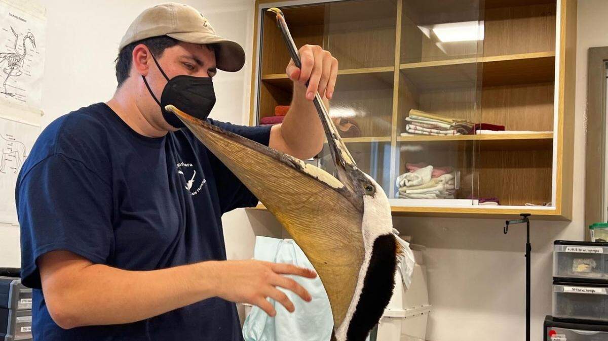 The Santa Barbara Wildlife Care Network is caring for more than 30 brown pelicans that were found sick in Santa Barbara and Ventura counties over the past two days. The cause of their condition is unknown.