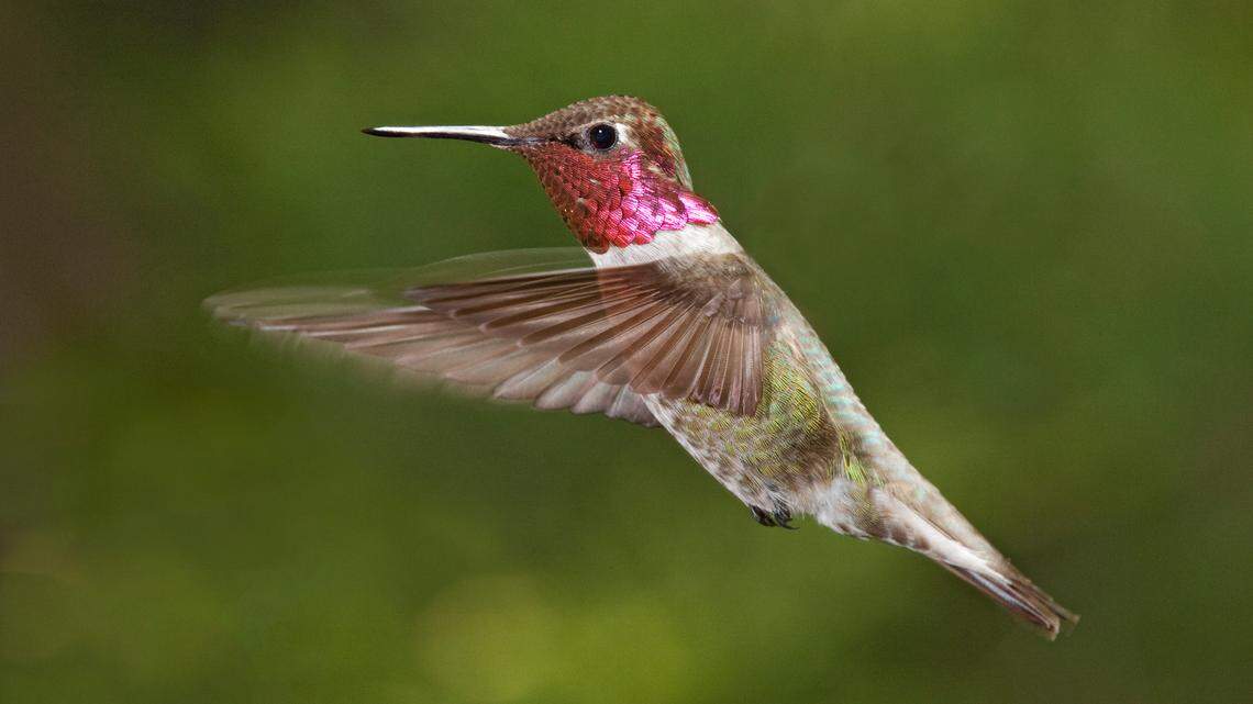 An Anna’s hummingbird is in flight in northern California.