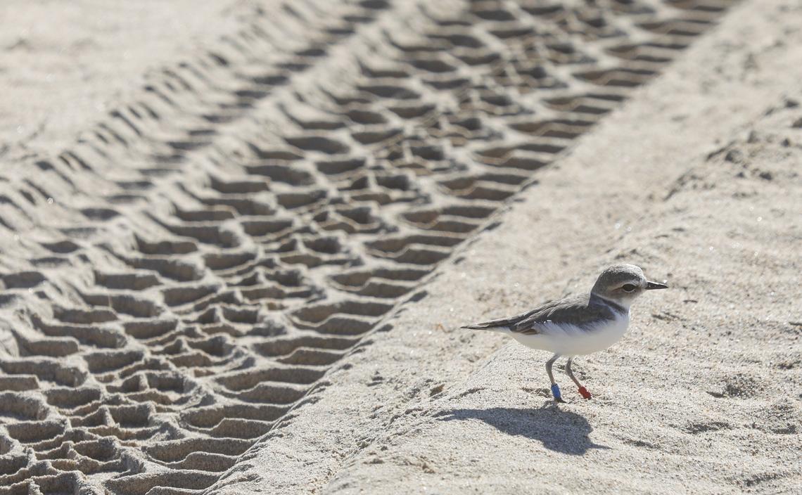 Speed limits at the Oceano Dunes are reduced near snowy plover habitat. This gives the protected bird time to evade vehicles.