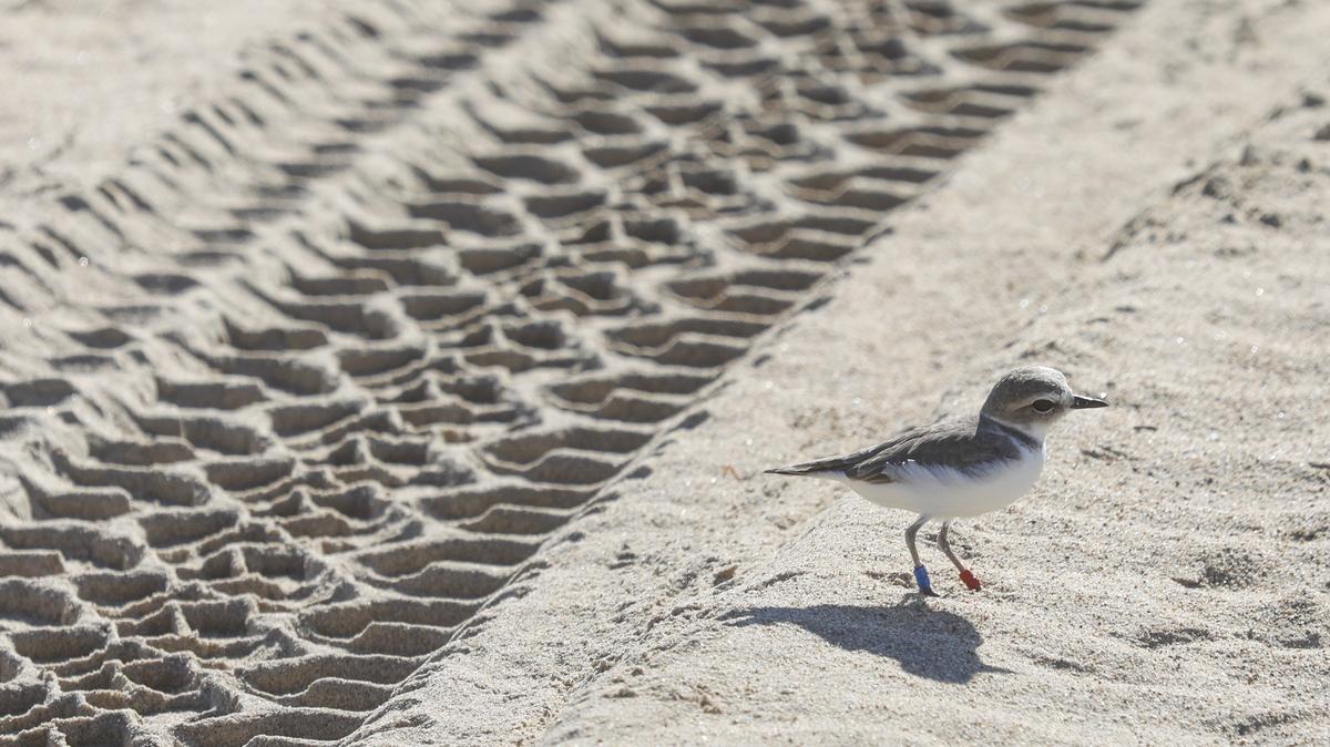 A protected Western snowy plover walks near tire tracks in the sand at Oceano Dunes State Vehicular Recreation Area is 2018.