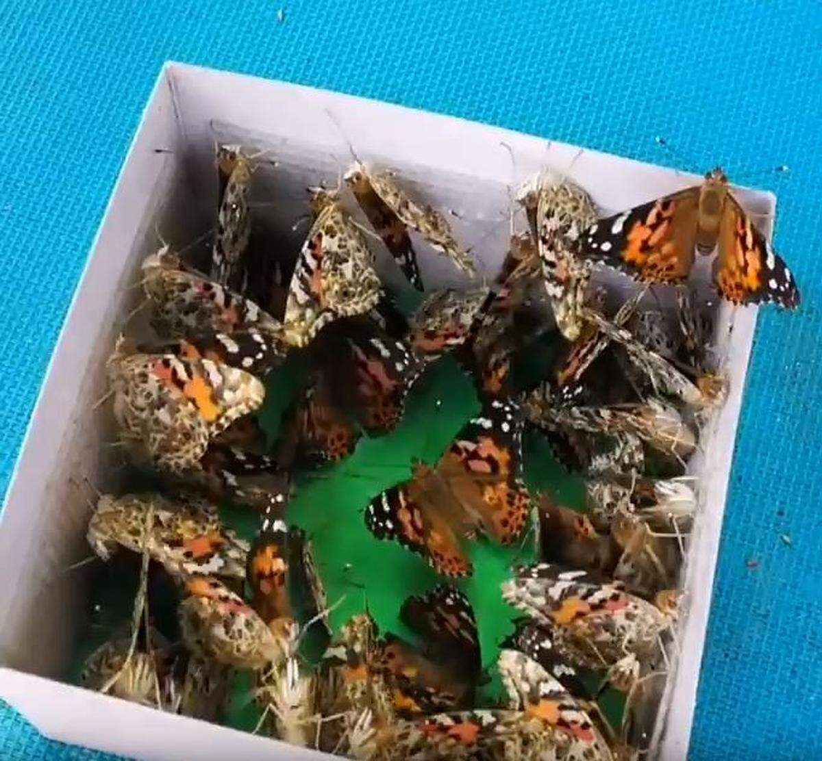 After Christine’s death, Tom, his two daughters and her niece released 50 to 60 orange-and-black butterflies in the backyard.