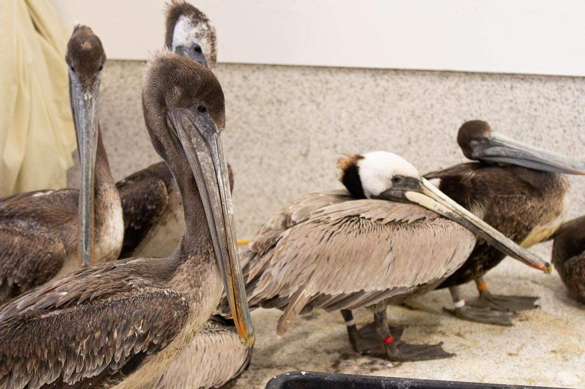 The Santa Barbara Wildlife Care Network is caring for more than 30 pelicans found sick and in distress over the weekend.