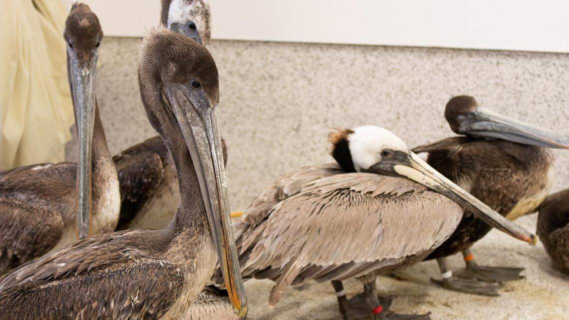 Central Coast wildlife centers flooded with sick pelicans. Here’s how to help the birds