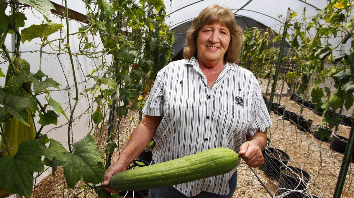 Deanne Coon, owner of The Luffa Farm in Nipomo, is shown here inside one of her greenhouses with a luffa still on the vine.
