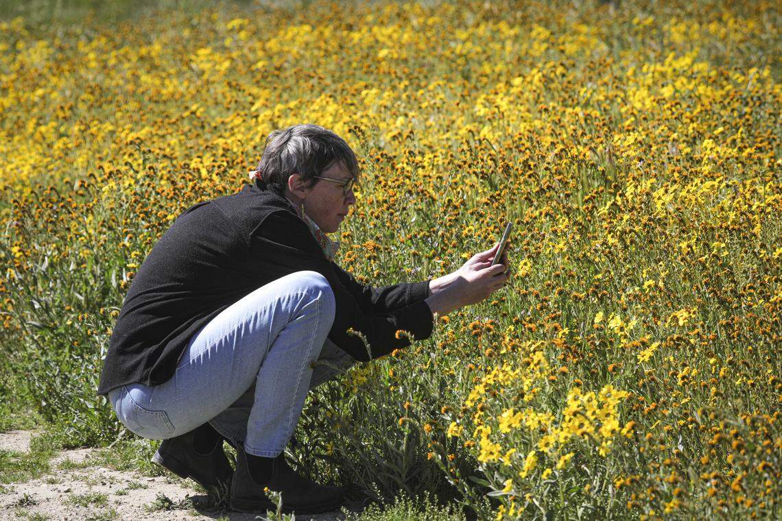 Kirsten Schwarz photographs amid Common Fiddleneck and Common Hillside Daisy. She is a volunteer at the Antelope Valley Poppy Reserve on a docent enrichment trip on Elkhorn Road. Wildflower season is in full bloom on the Carrizo Plain seen here on March 11, 2026.
