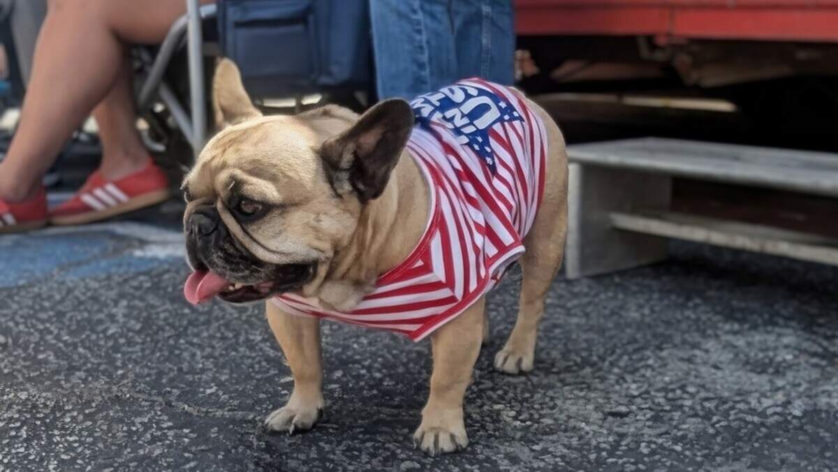 A dog dressed in patriotic attire waits to join the festivities during Templeton’s Fourth of July celebration on July 4, 2026.