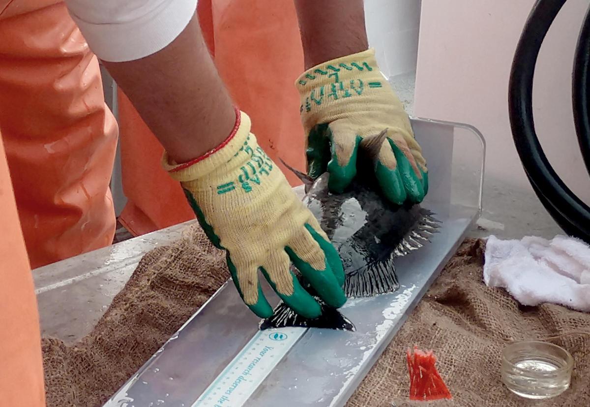 Bridges to Baccalaureate scholar Juan Aviles measures a blue rockfish before releasing it into into Morro Bay Harbor on Aug. 2, 2019, during a California Collaborative Fisheries Research Program trip to conduct research on the Central Coast fish population.