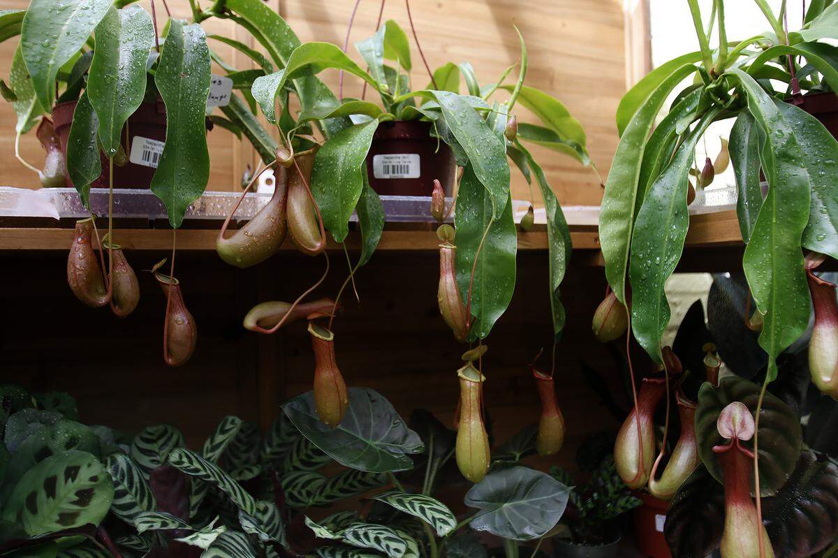 Pictured is the Nepethes Alata aka Pitcher Plant which is hung in greenhouse cabinet to keep is moist. Understory Plant Shop opened in downtown San Luis Obispo, California as part of Samantha Huntley’s interior plant design business Happy Plant Company.