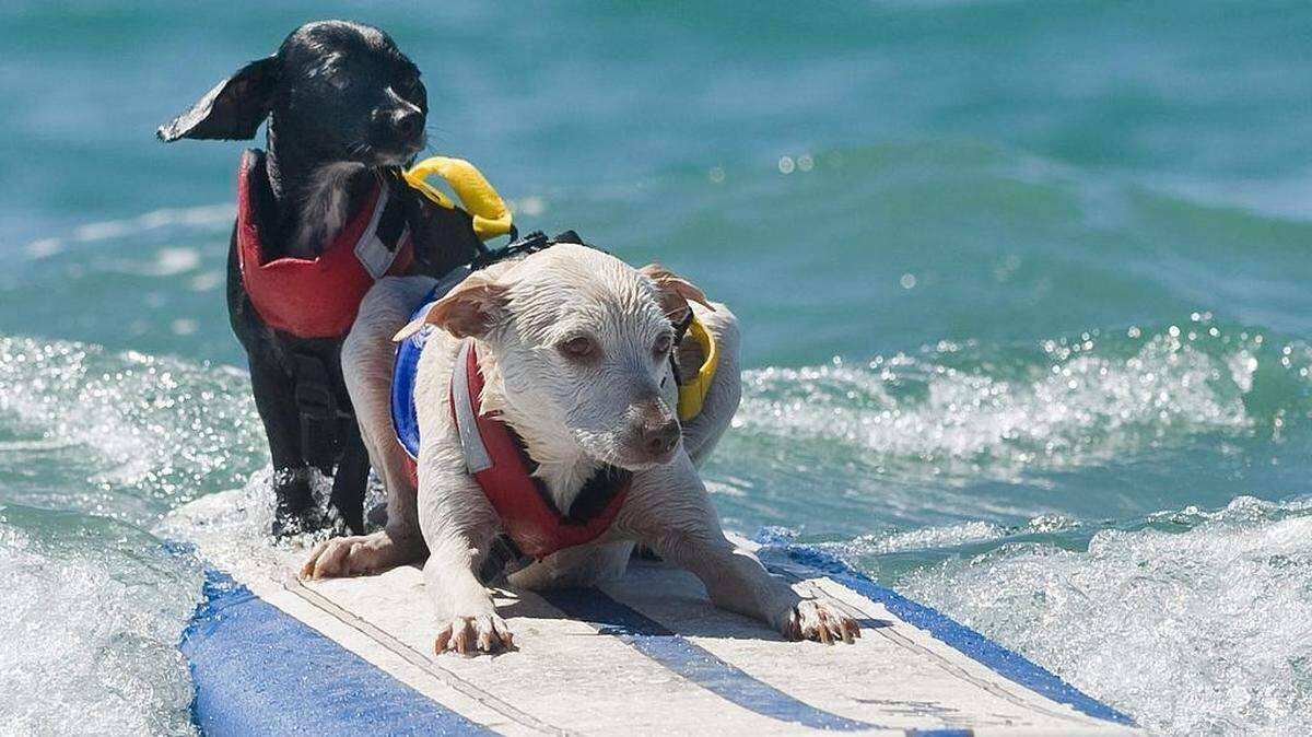 Dog Surfing Contest