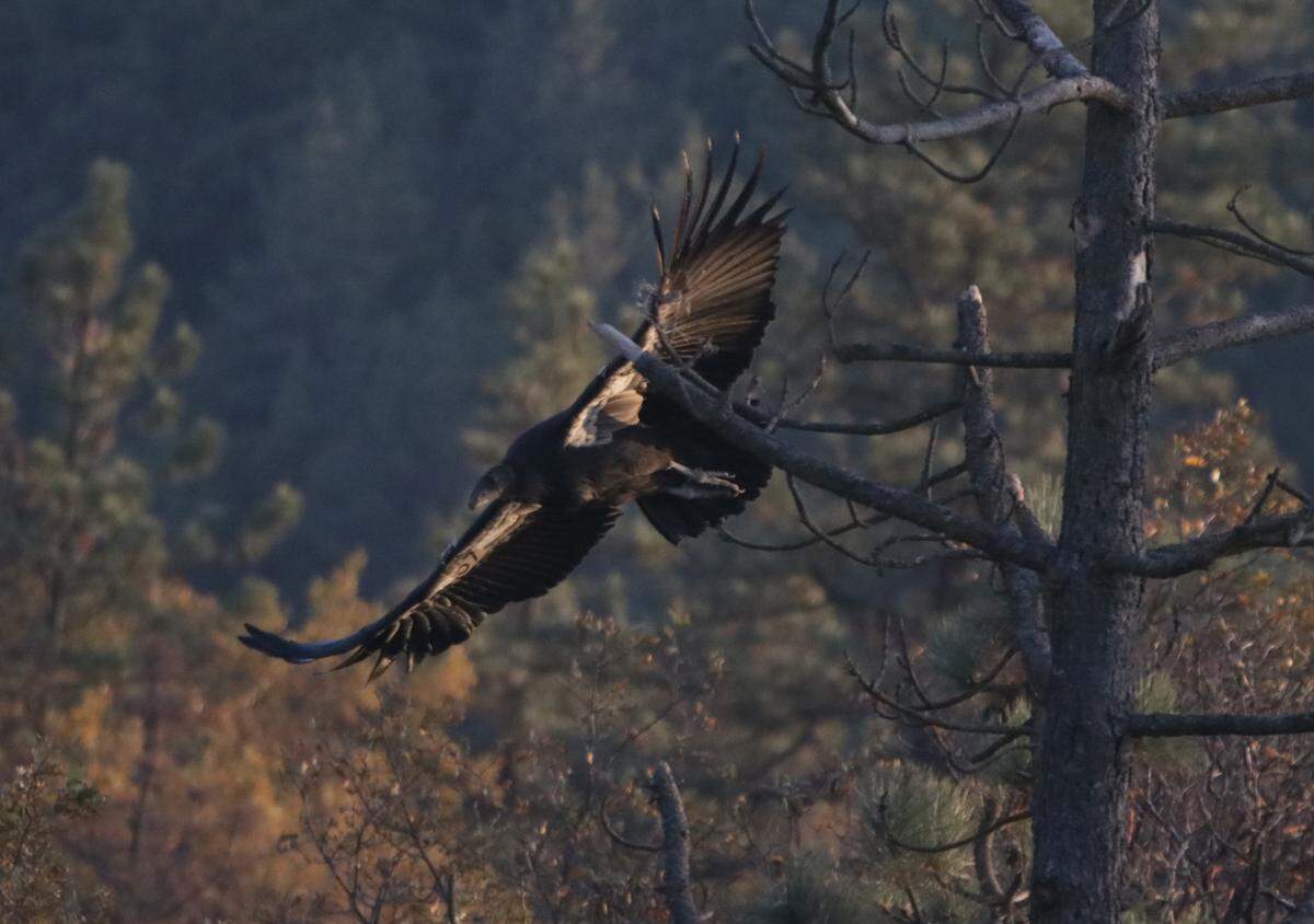 Juvenile California condor No. 957 fledged the holding pen on Nov. 19, 2020, and immediately tested its wings on a short flight. The condor is also known as Muursh, which means “to be dark” in the Rumsen native language, and is pronounced “Moorsh.”