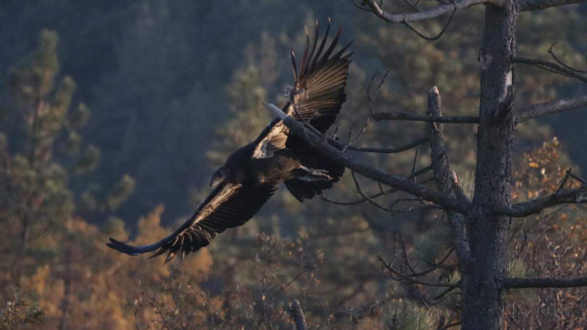 Juvenile California condor No. 957 fledged the holding pen on Nov. 19, 2020, and immediately tested its wings on a short flight. The condor is also known as Muursh, which means “to be dark” in the Rumsen native language, and is pronounced “Moorsh.”