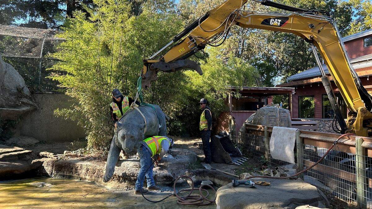 The iconic bronze tiger sculpture at the Charles Paddock Zoo in Atascadero was moved from the Caribbean flamingo habitat to the Thelma Vetter Red Panda Experience in November 2024.