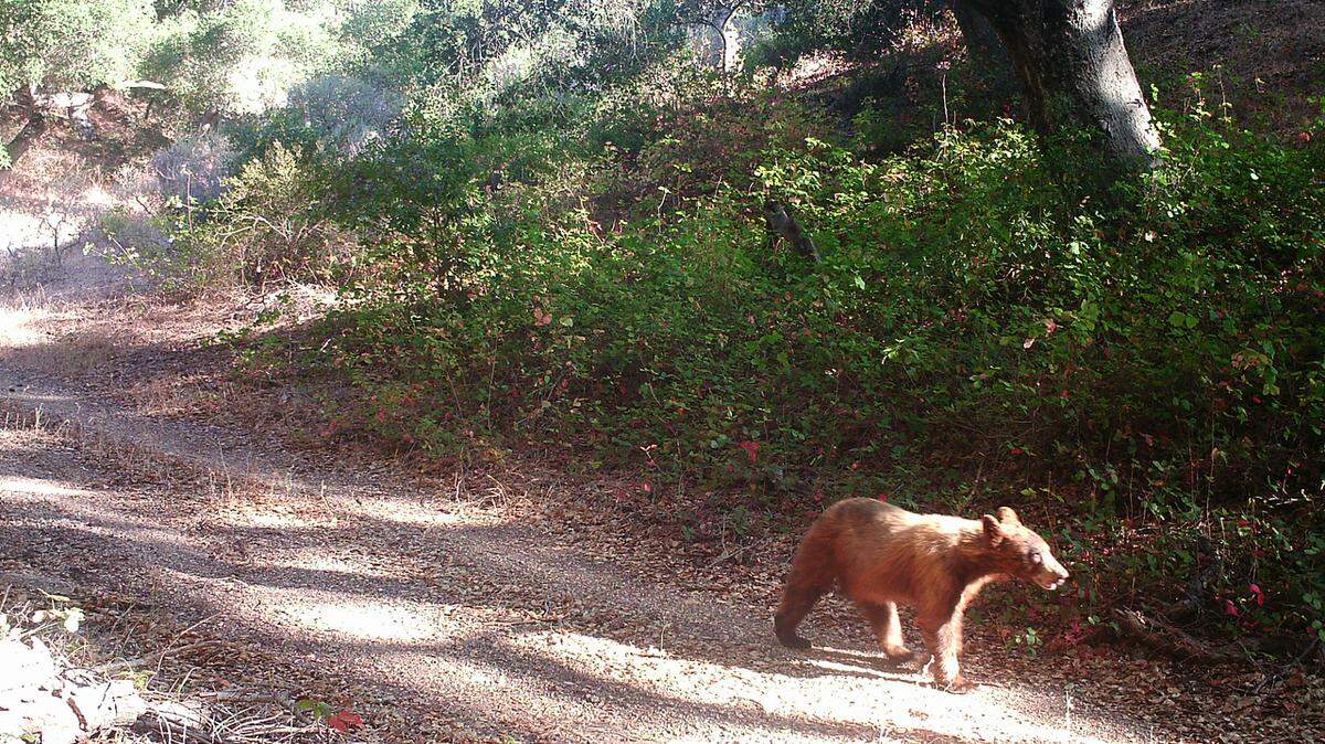 A bear was spotted at the Pismo Preserve in San Luis Obispo County, California in July 2022.