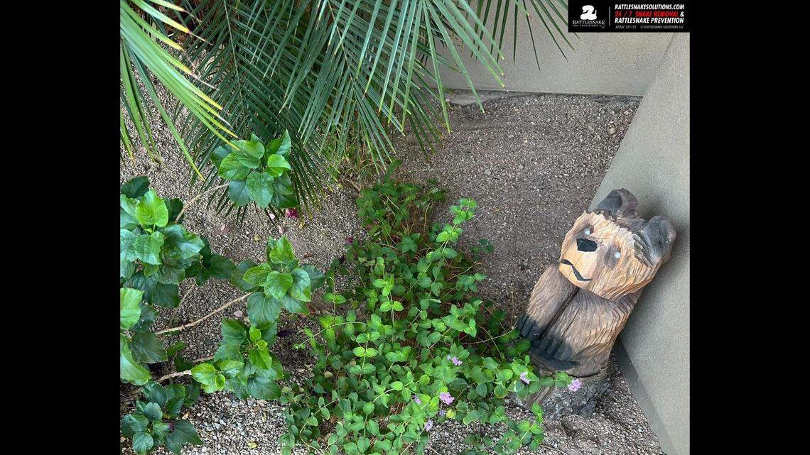 Can you find the rattlesnake hiding in this Arizona garden photo shared on Facebook? Many couldn’t.