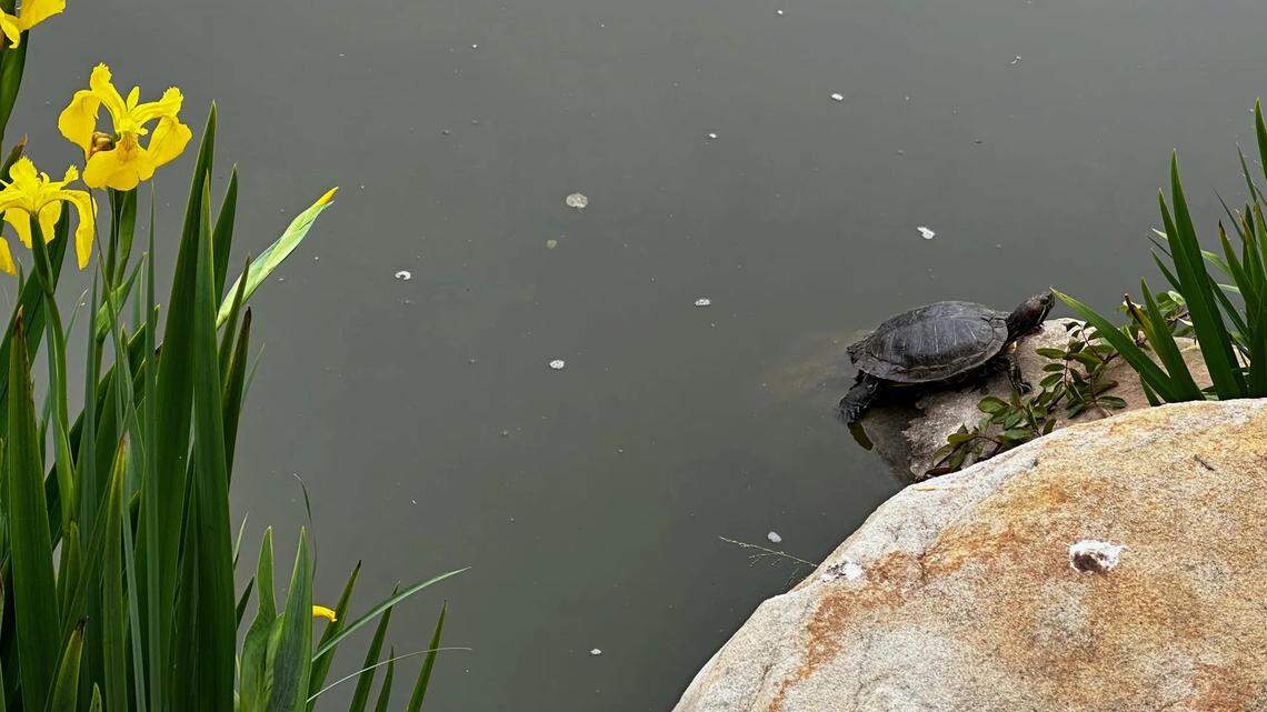 A red-eared slider turtle sunbathes on a rock in the pond at Alice Keck Park Memorial Garden in Santa Barbara.
