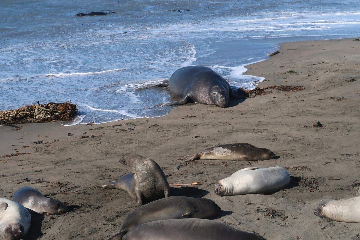 Elephant seal Romeo takes a break on the beach north of San Simeon among the juveniles.