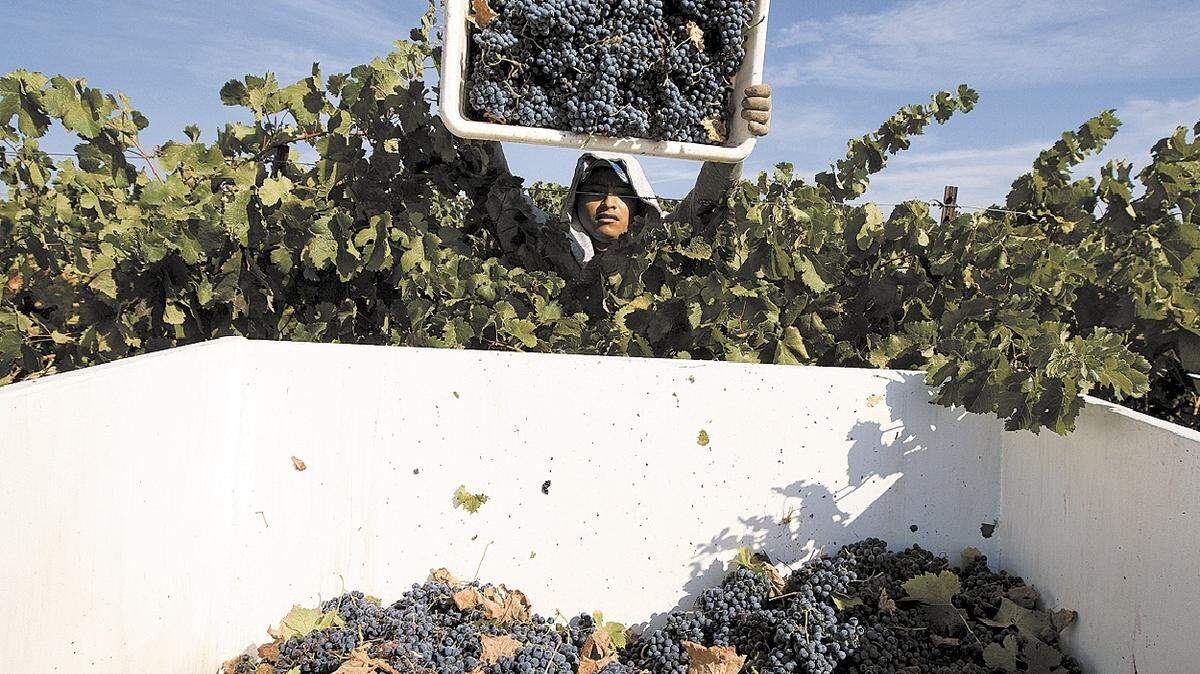 A worker during the wine grape harvest at J. Lohr in Paso Robles last October.