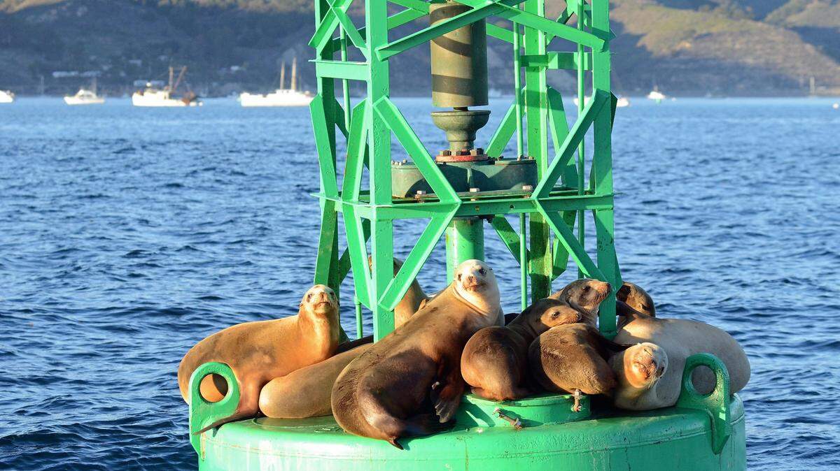 Sea lions guarding a navigational buoy at Port San Luis.