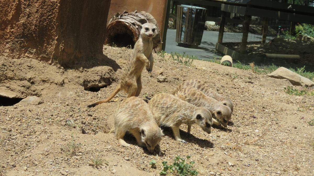 Meerkat Bumble stands guard at the Central Coast Zoo in Atascadero, California. Bumble resides with her two sisters, alongside the zoo’s two males, Axel and Prince.