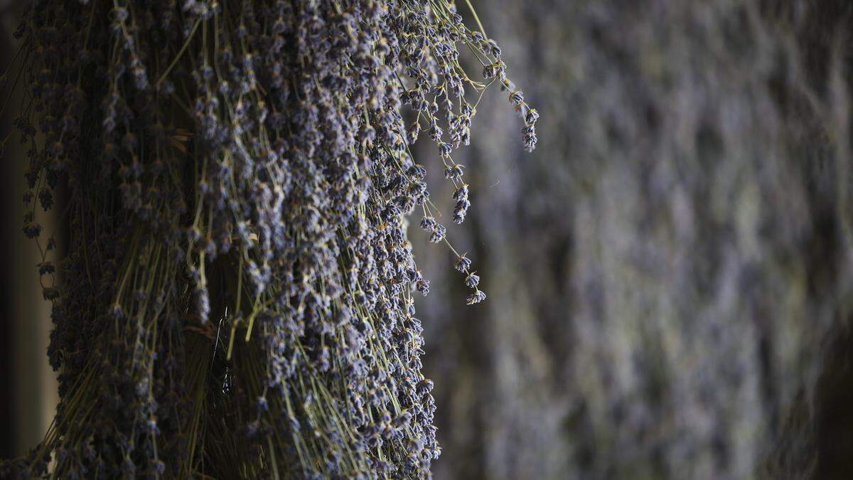 Harvested lavender dries in a barn at Hambly Fams west of San Miguel on May 22, 2026.