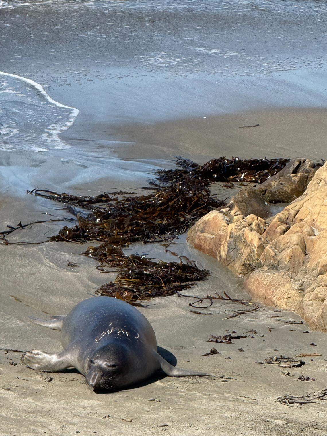 An elephant seal hauled out over the Labor Day weekend, with a necklace of shark teeth marks scraped across the back of his neck.