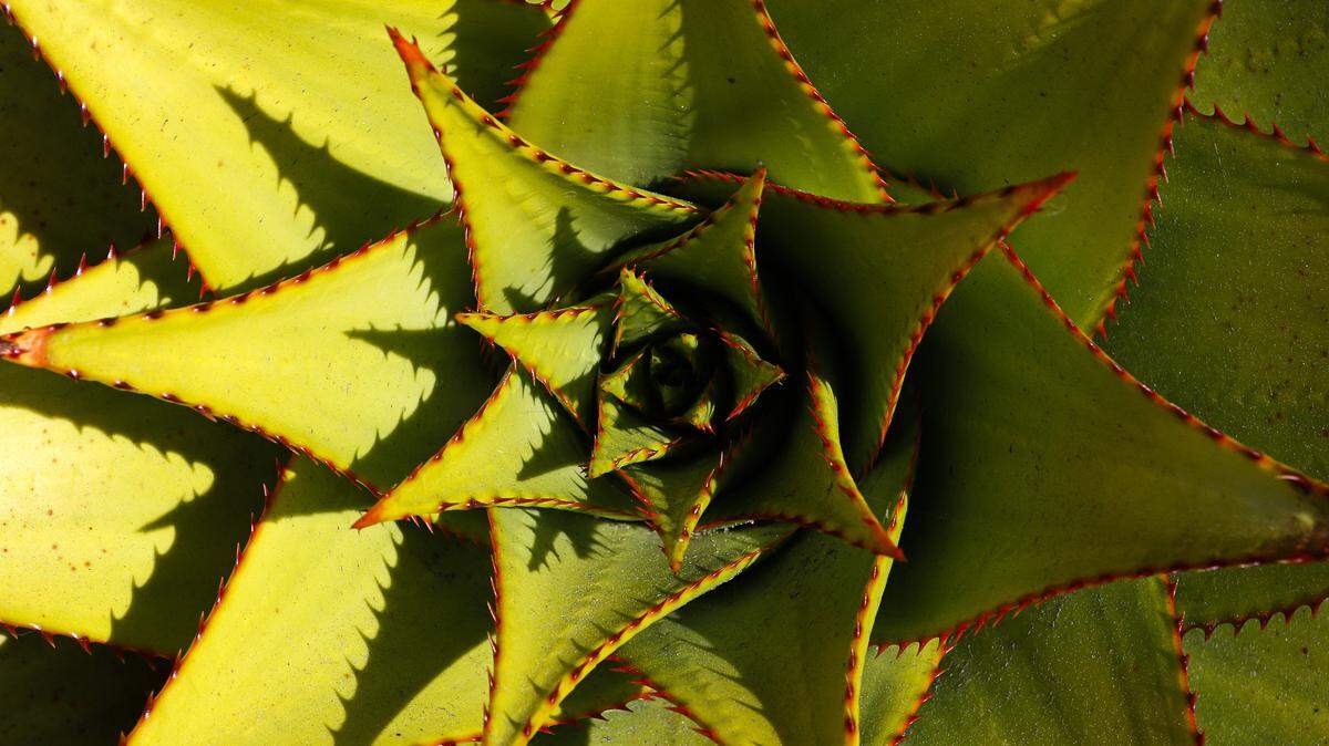 An agave hybrid’s star formation lights up the garden.