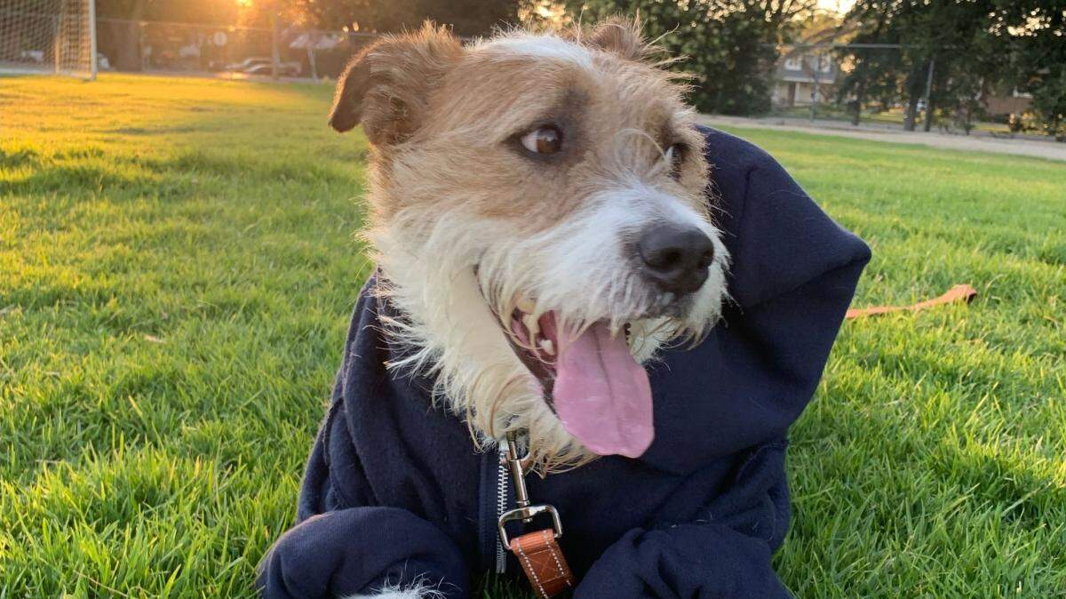 Charlie is recovering from bad burns he suffered in a domestic dispute in Lompoc that ultimately led to his owner’s death and landed the man’s son in jail. The dog needs a new forever home.