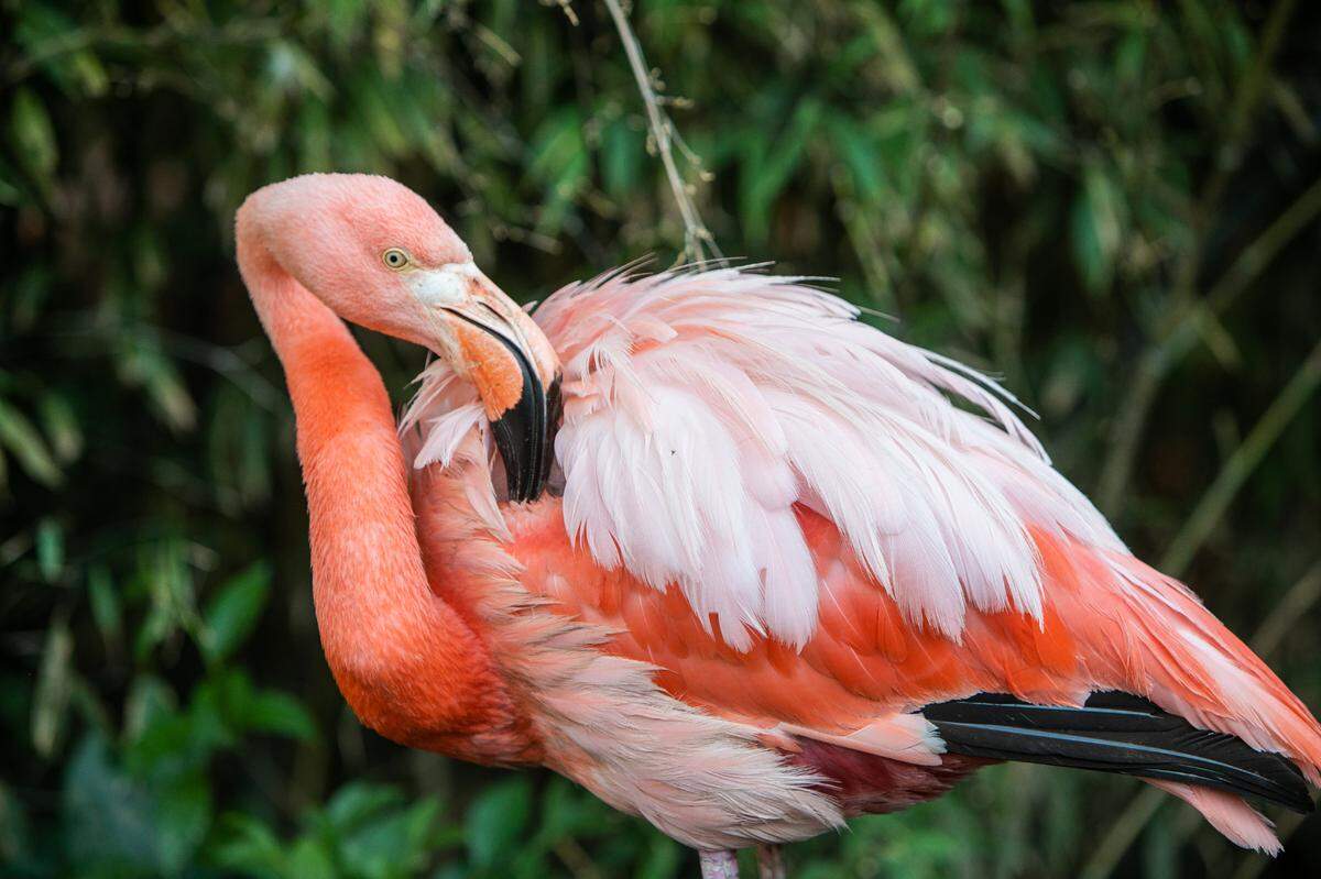 A Caribbean flamingo preens its feathers during the 19th annual Ice Cream Zoofari at the Charles Paddock Zoo in Atascadero on July 16, 2022.